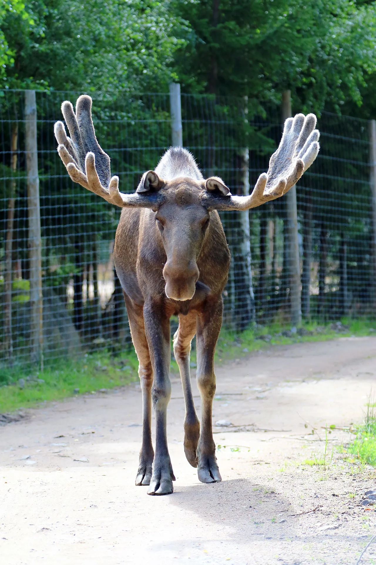 Älgtjur