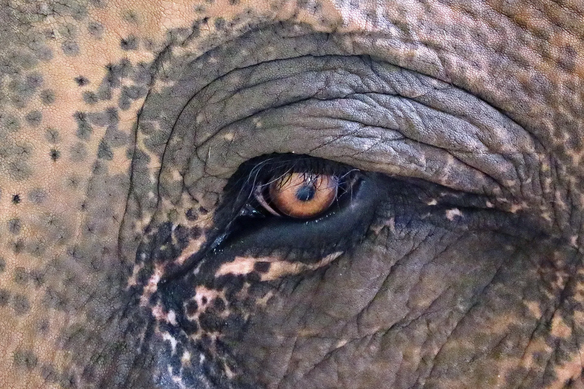 Elefant öga