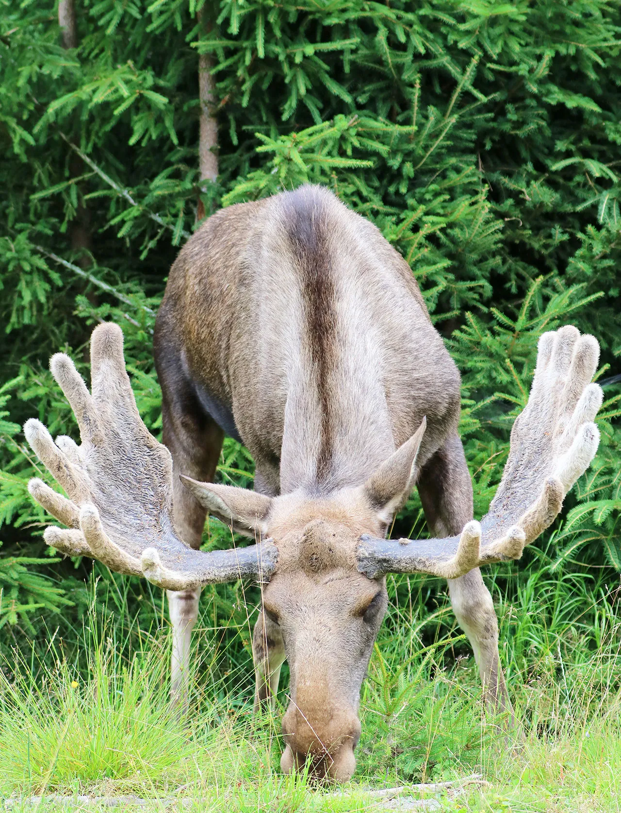 Älgtjur
