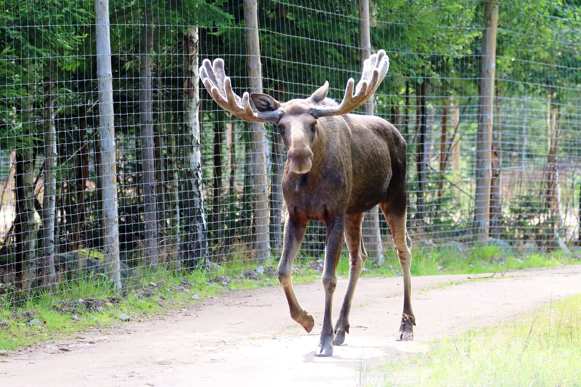 Älgtjur
