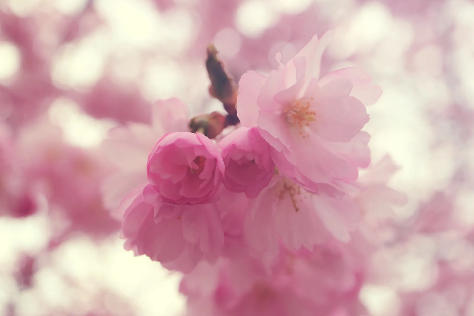 Körsbärs blomning i Kungsträdgården