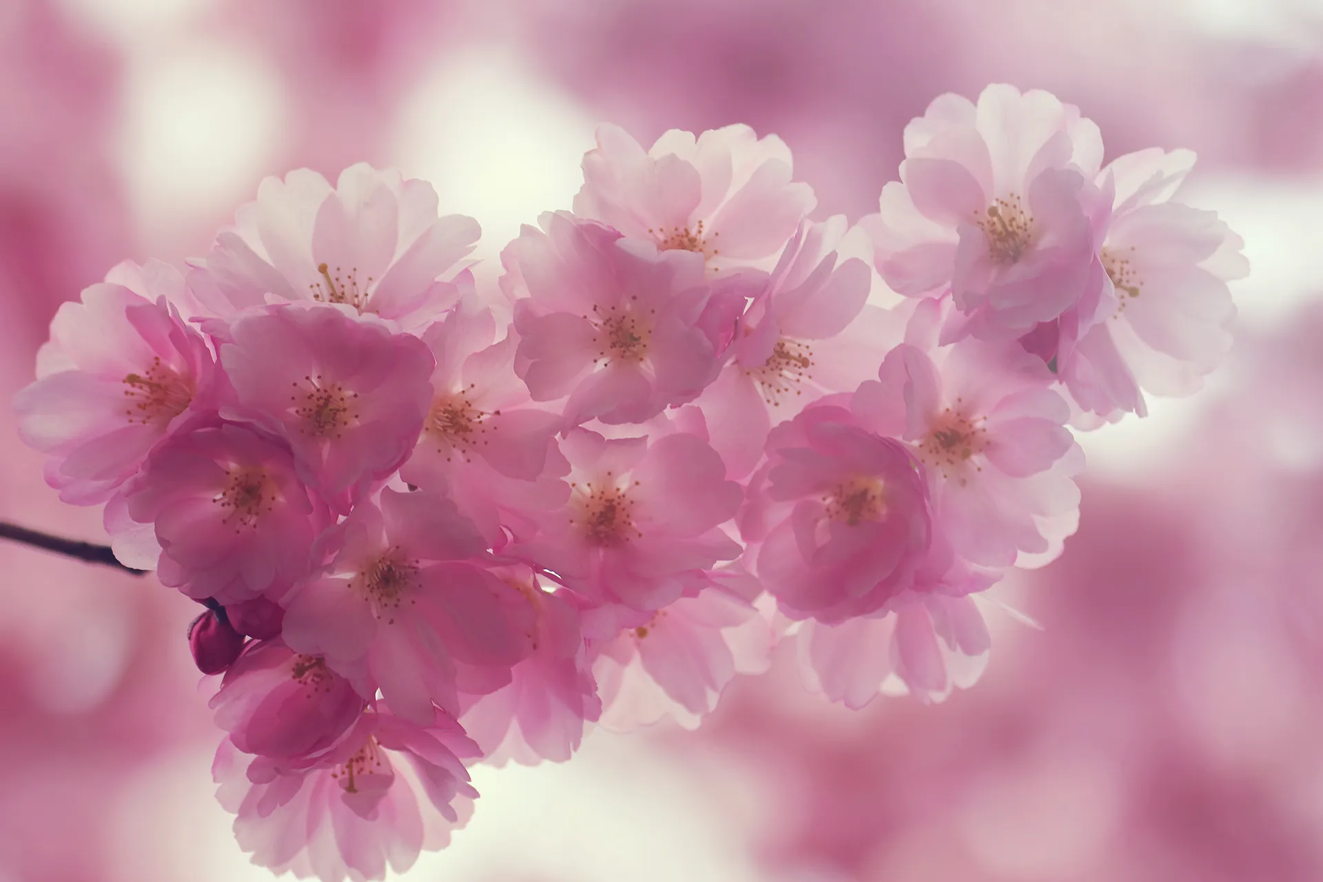 Körsbärs blomning i Kungsträdgården