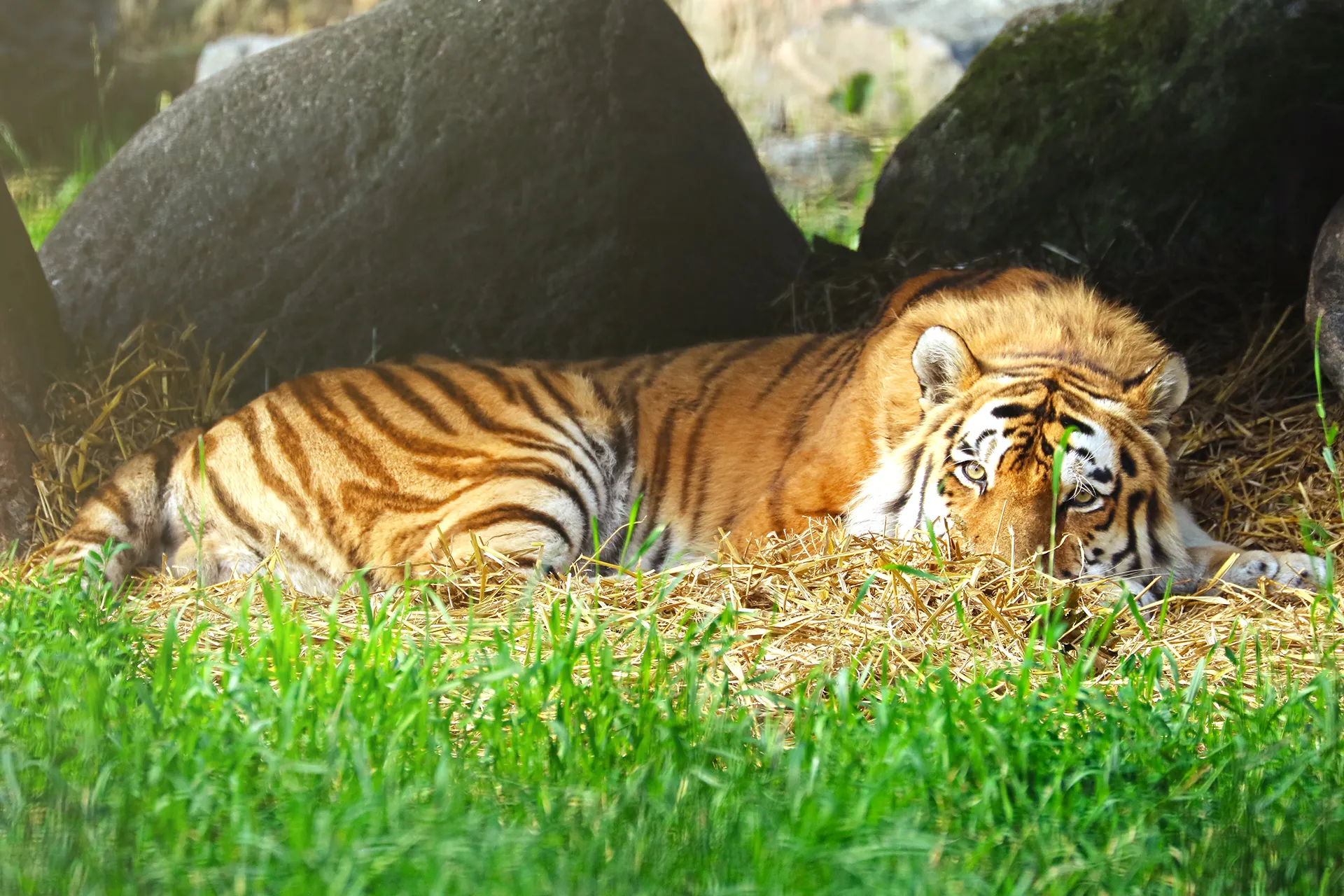 Tiger