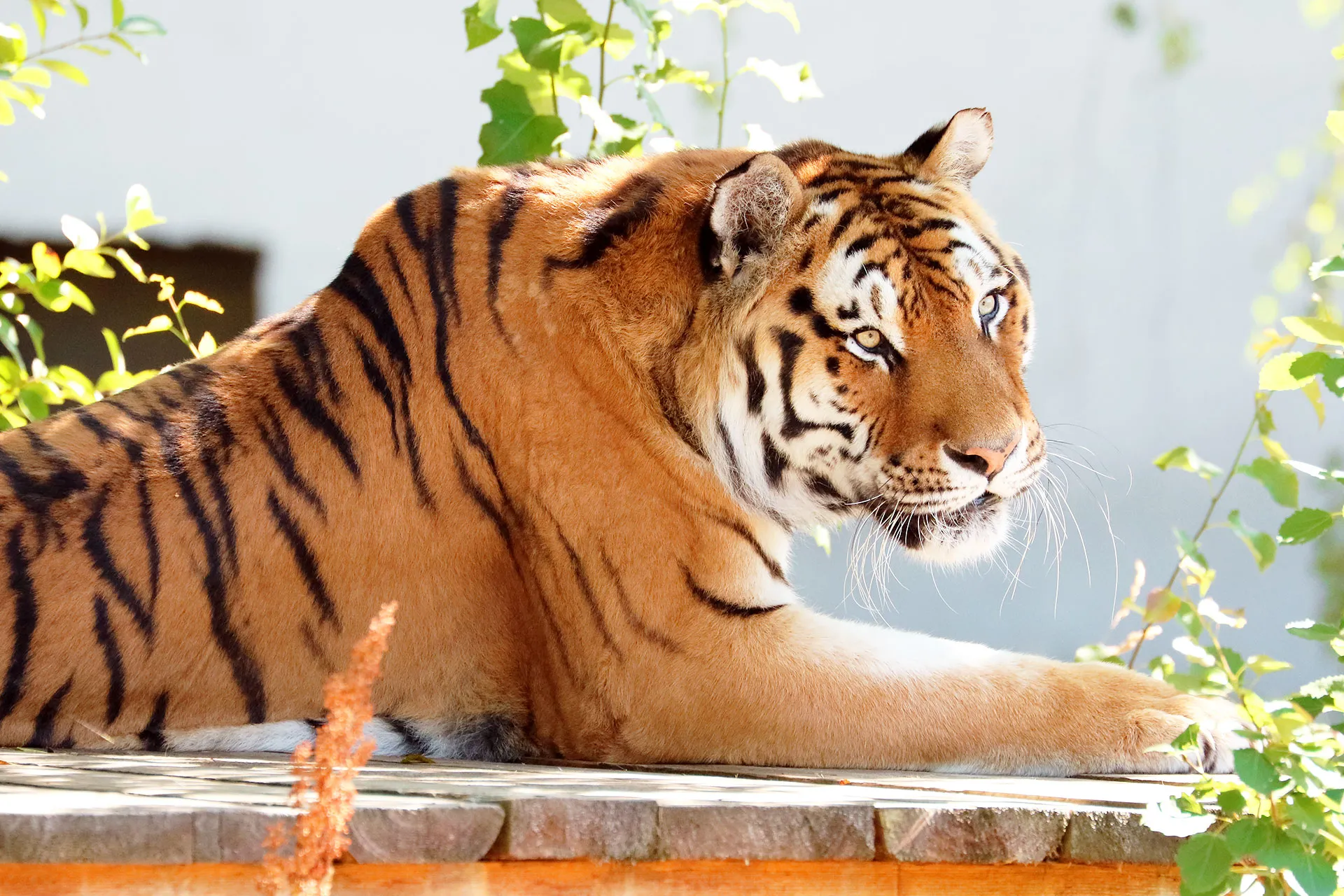 Svart Sulawesimakak